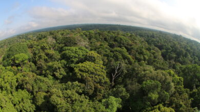 Photo of Desmatamento no Amazonas tem maior queda do ano em novembro, aponta Imazon