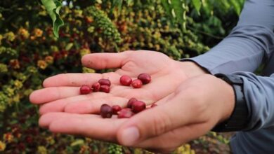 Photo of Idam abre inscrições para curso de “Tecnologia de Manejo para o Café Robustas Amazônica”