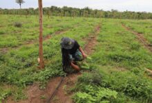 Photo of Sistema de irrigação contribui para a produção de maracujá e mamão em Iranduba