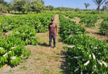 Photo of São Sebastião do Uatumã deve produzir 1,2 tonelada de café neste ano