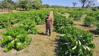 Photo of São Sebastião do Uatumã deve produzir 1,2 tonelada de café neste ano