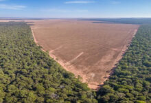 Photo of Brasil perde mais de 33% de suas áreas naturais desde a chegada dos portugueses